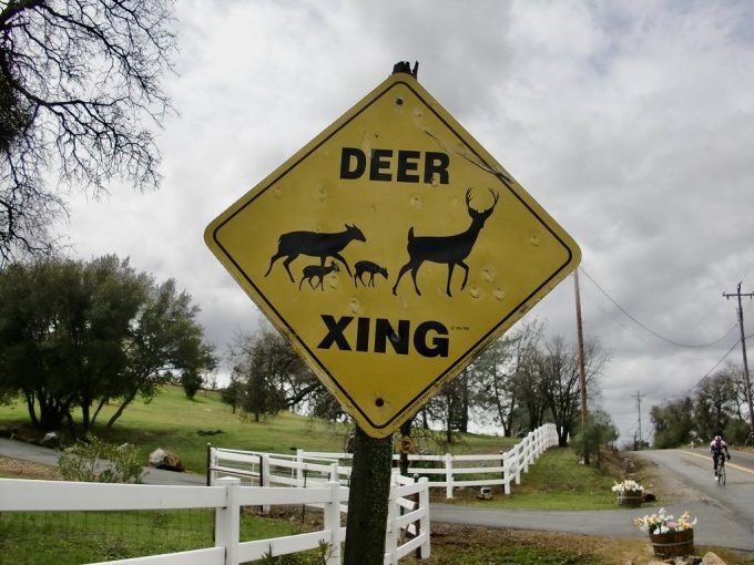 RI DEM roadkill permits